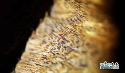 外交部藍(lán)廳里的“海南網(wǎng)紅” 沉香，一片萬錢冠絕天下